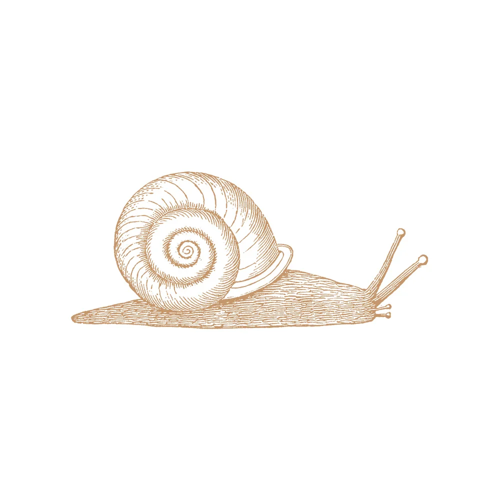 snail.jpg
