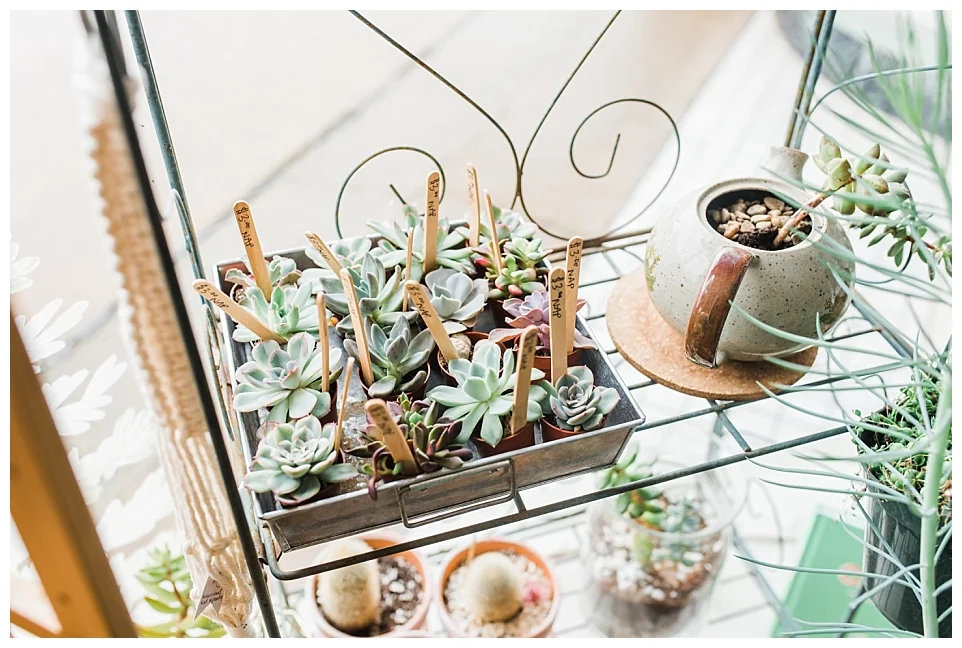 March Succulent Workshops at 410 Collective - Denison, Tx 