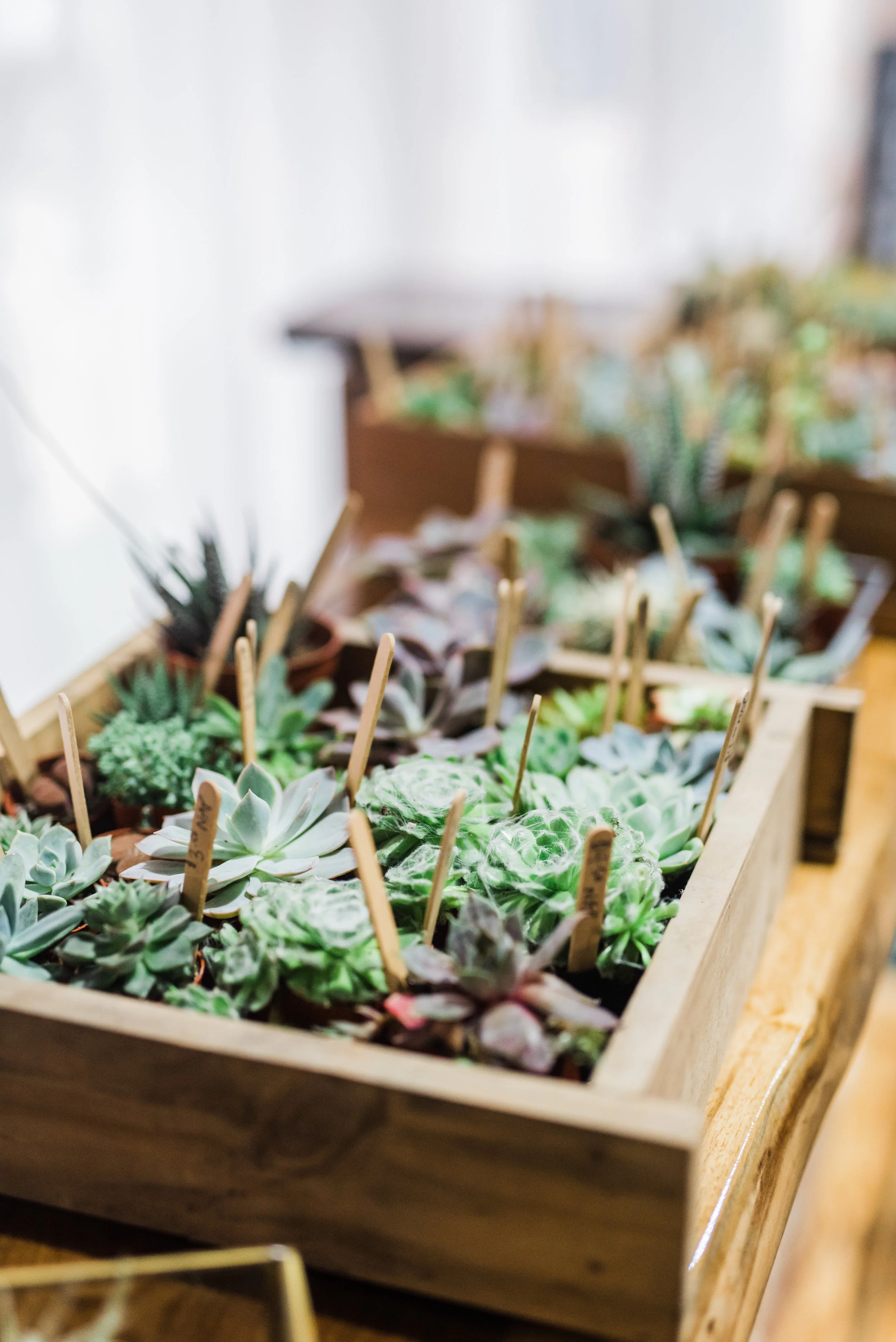 Succulent Planting Workshop at Rebel Roots Boutique 