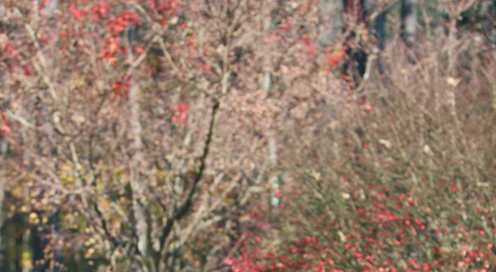 tree-texture-001.png