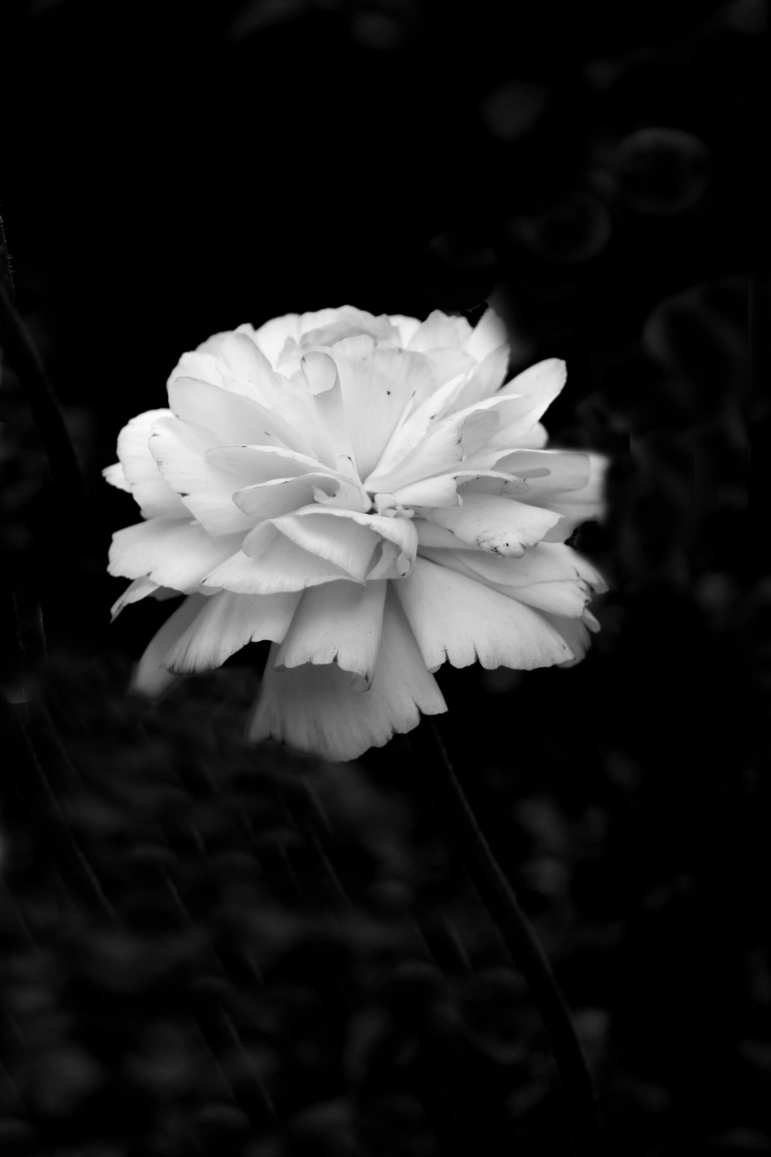 bloom6.jpg