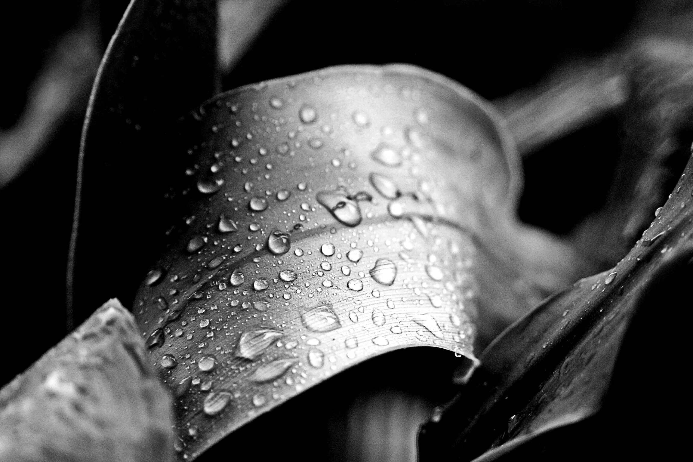 raindrops.jpg