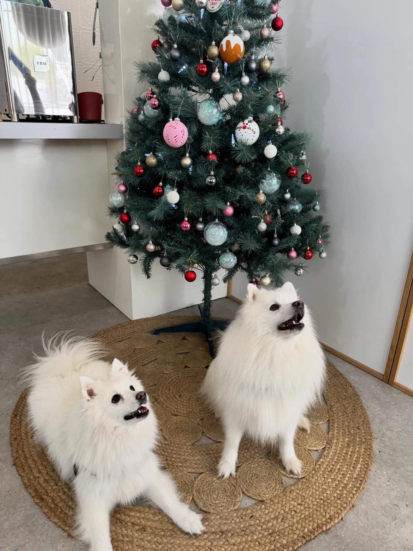 Friday floofs - meet regulars Fox and Teddy the So You clouds ☁️ 

There is something so magical about dogs in-front of Christmas trees 🎄