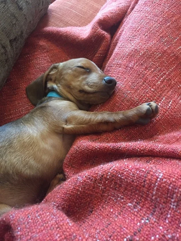 toast+puppy.jpg
