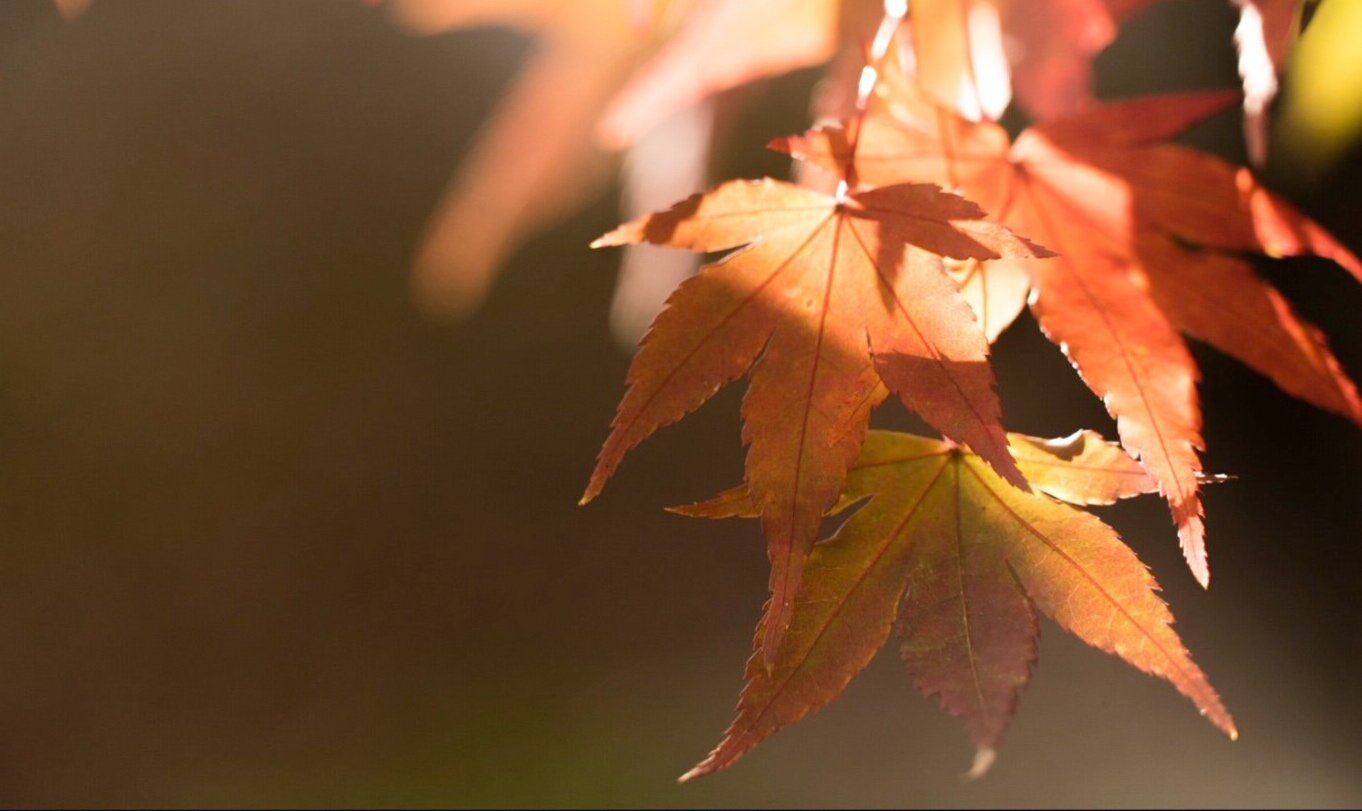 Comienza el otoño y aún no se vislumbra el fin de la pandemia.