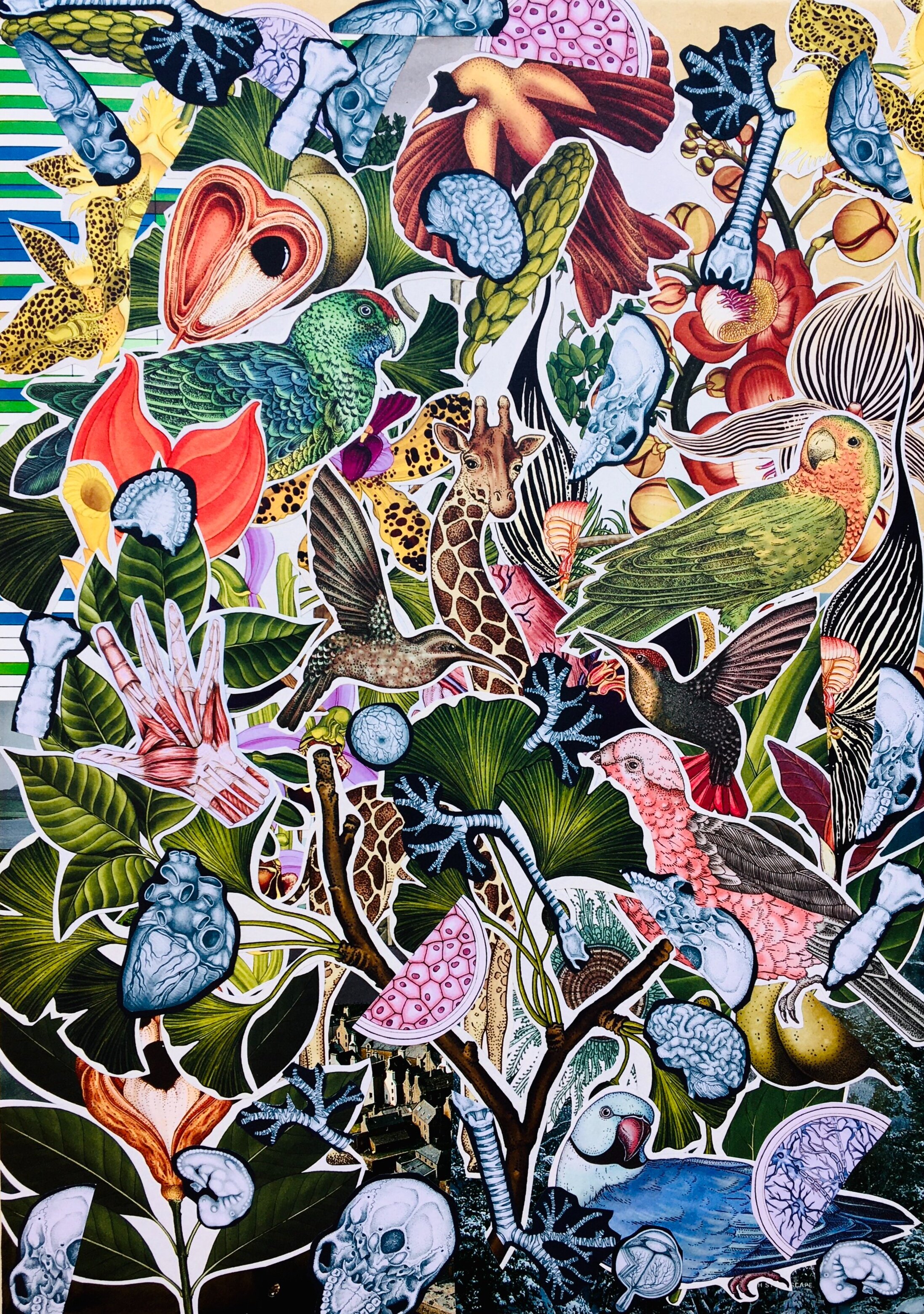 TROPICAL BIRDS OF PARADISE SING