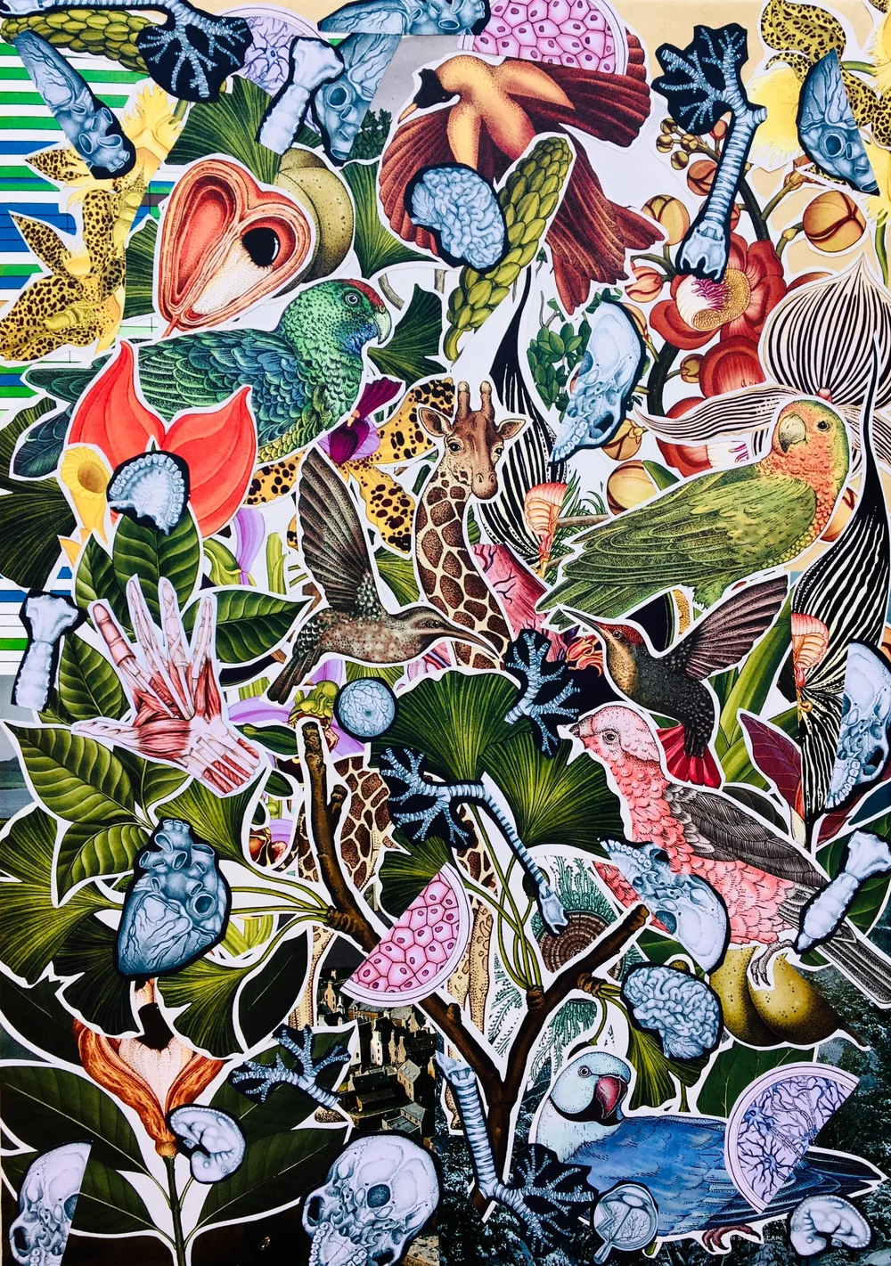 TROPICAL BIRDS OF PARADISE SING