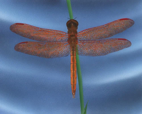 Golden-winged Skimmer