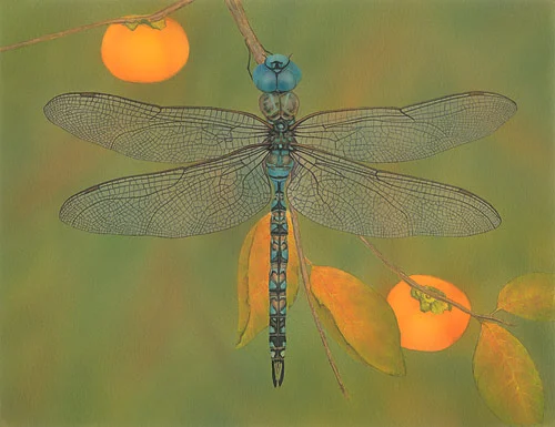 Blue-Eyed Darner Akitsushima (Isle Of The Dragonfly) Collection