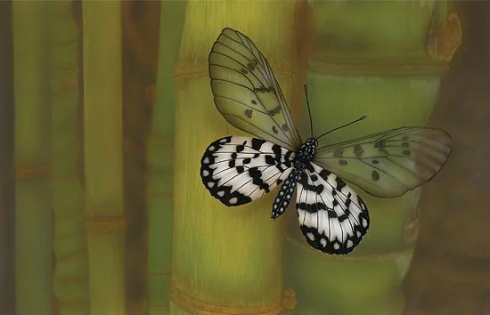Glasswing Cho Collection