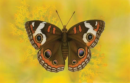 Common Buckeye Cho Collection