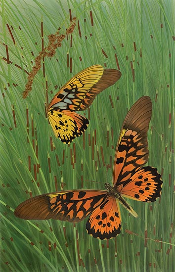 African Giant Swallowtail Cho Collection