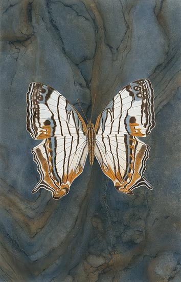 Map Butterfly Cho Collection