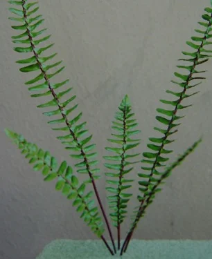 Spleenwort_model-text.jpg
