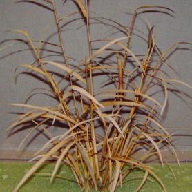 DryGrass_model-text.jpg