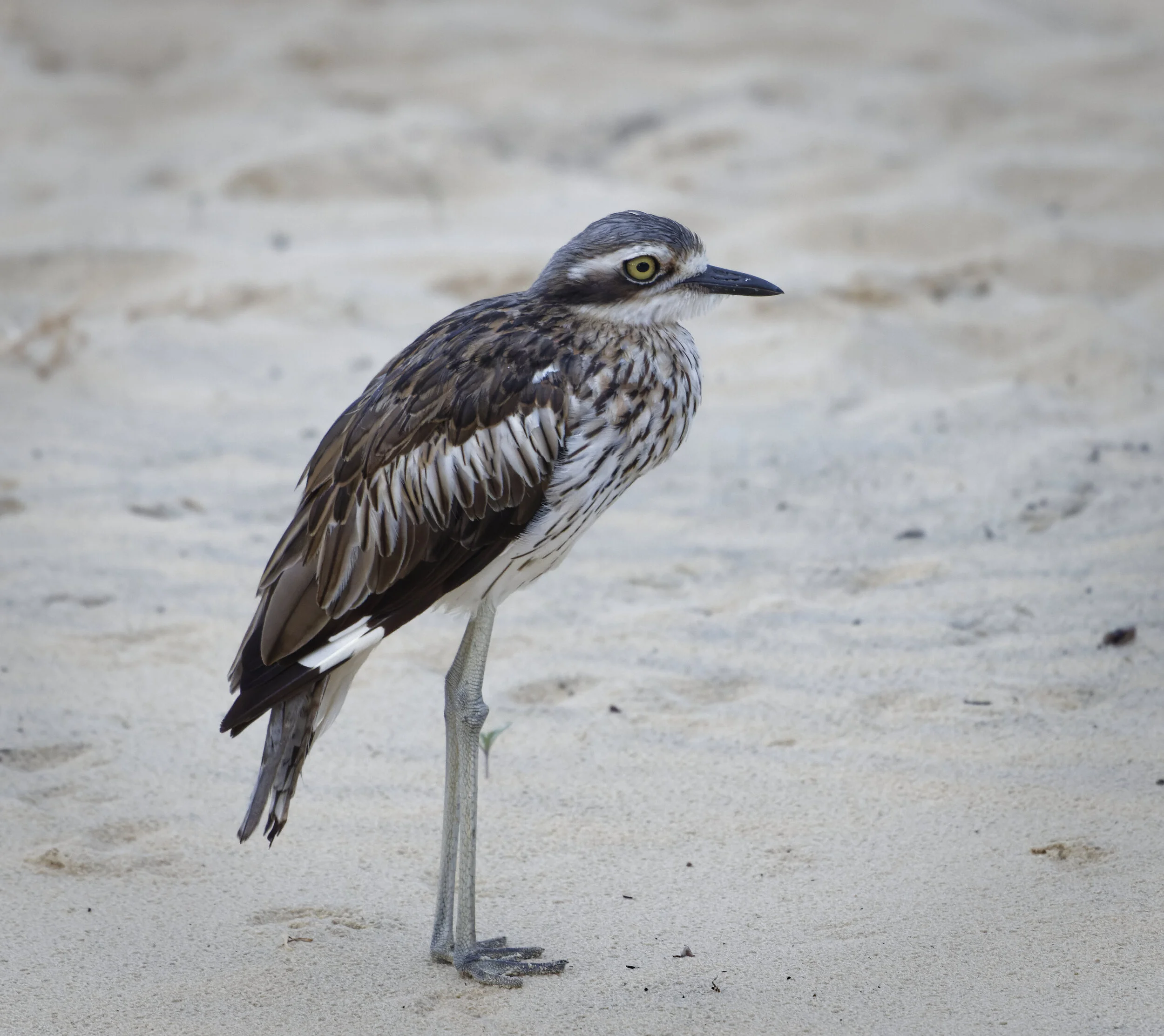 HOL Moreton Island 20201230@184806-0488.jpg