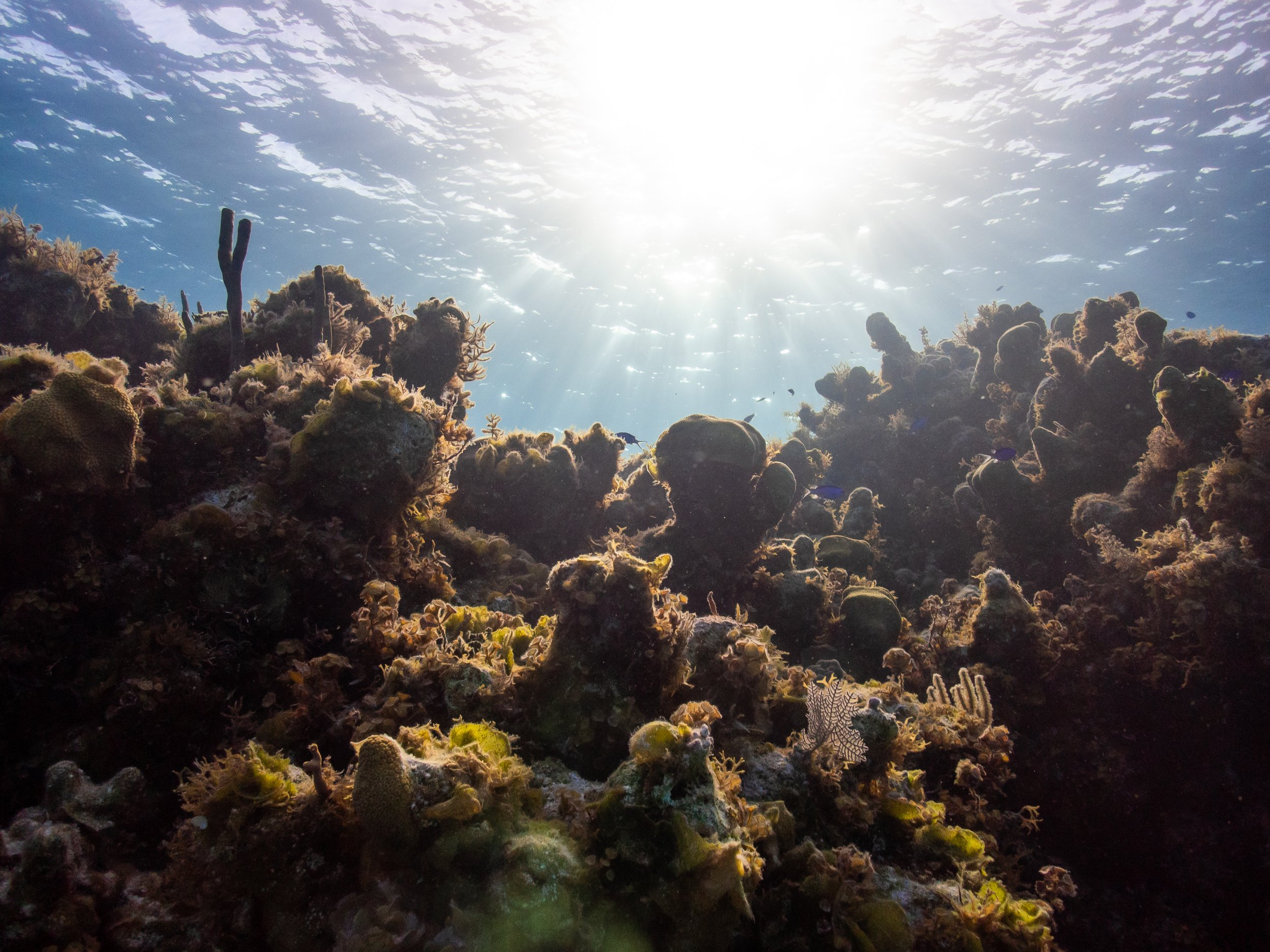 Discover Dive-4280367.jpg