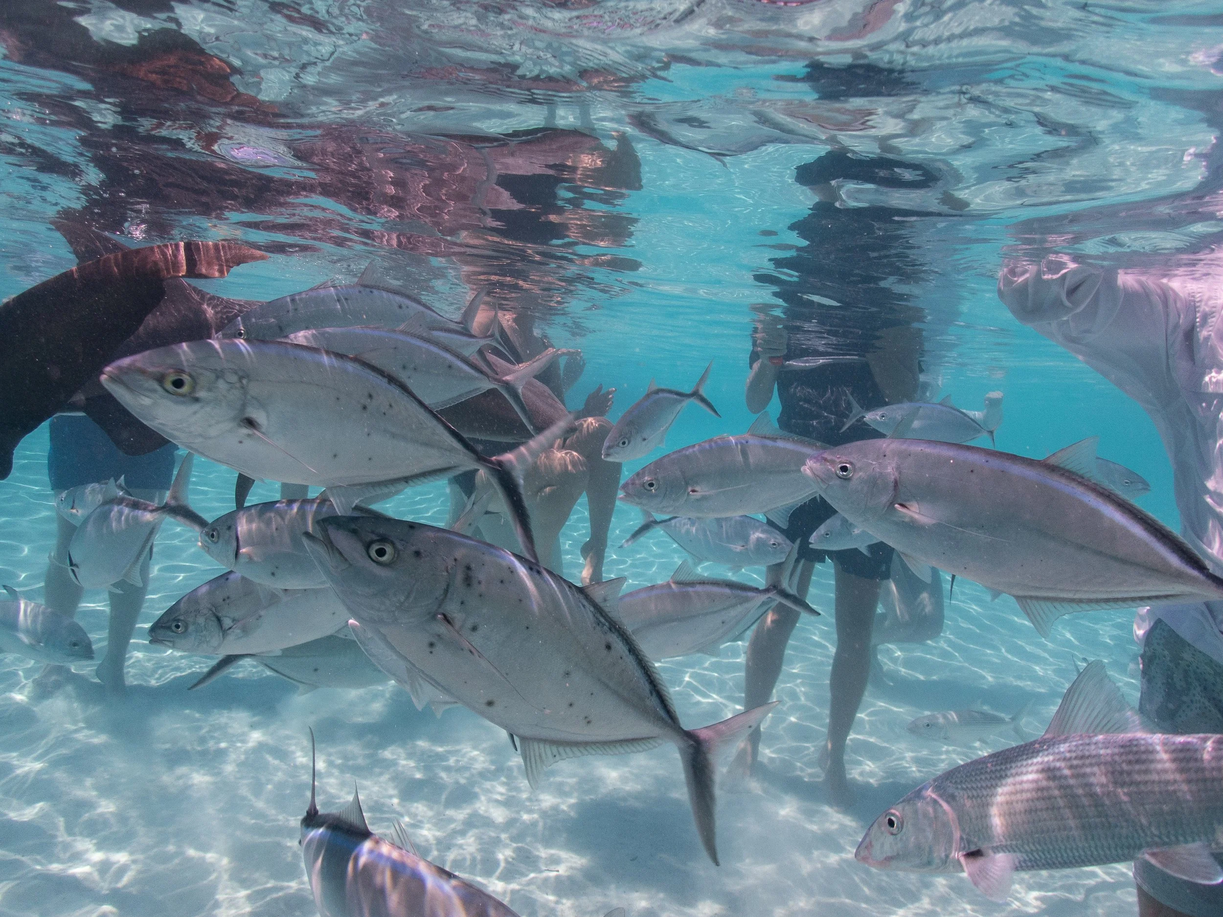 Aquarium, Compass Sharks, Plane-5260091.jpg