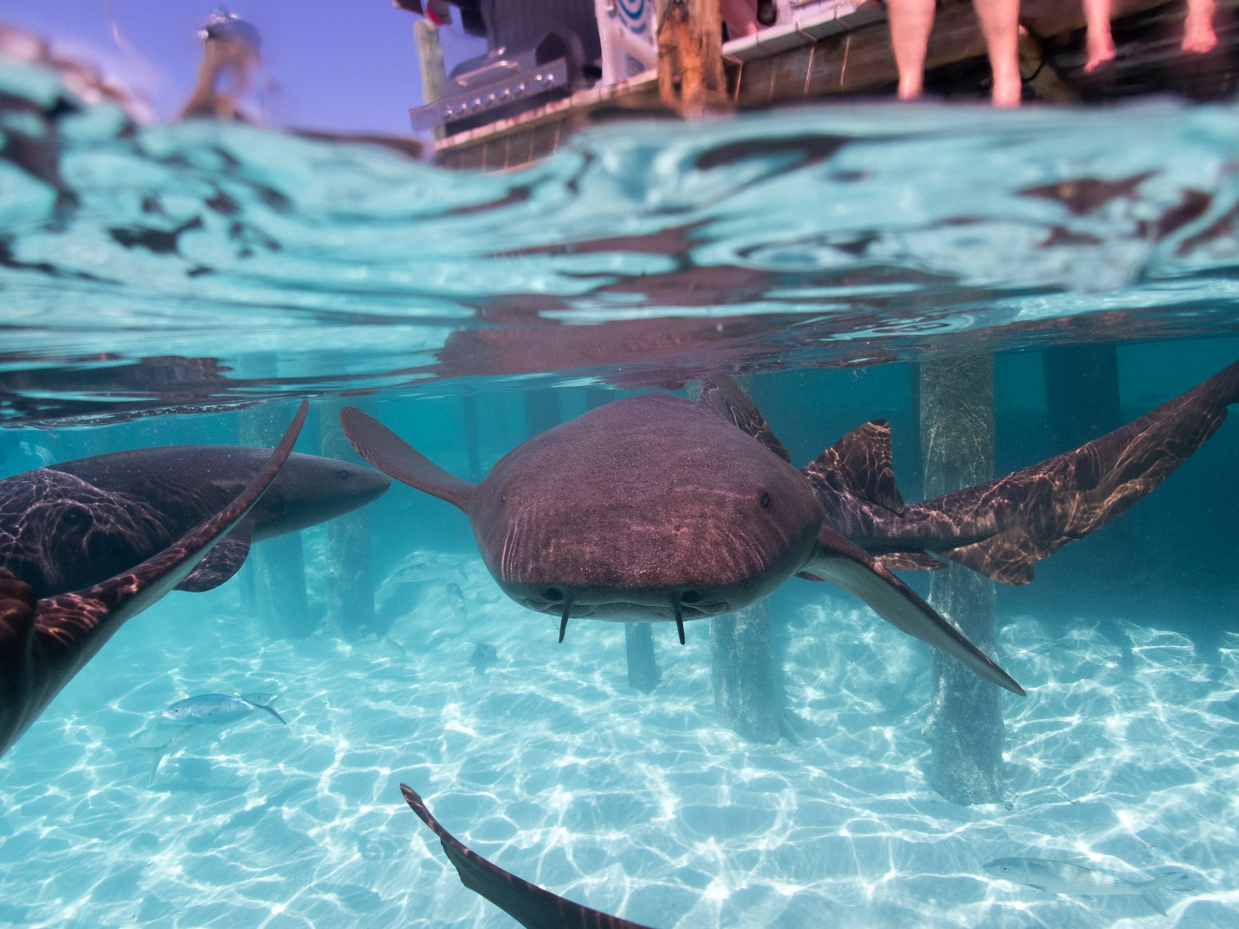 Aquarium, Compass Sharks, Plane-5260216.jpg