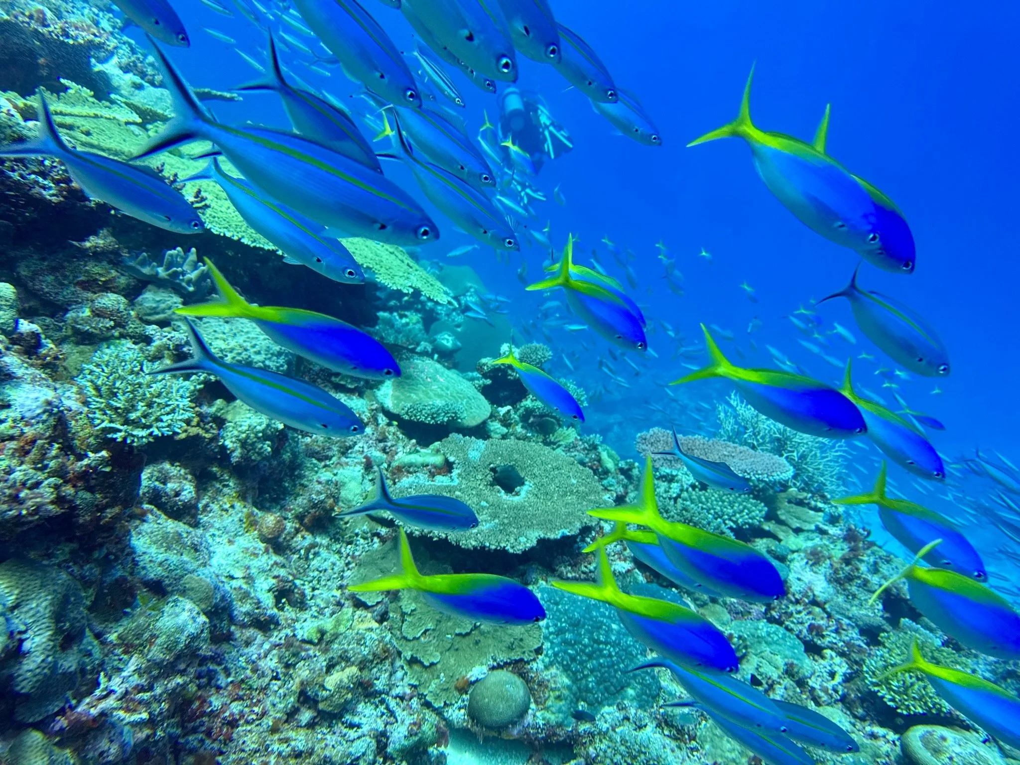 SportDiver_20250801_113922.jpg