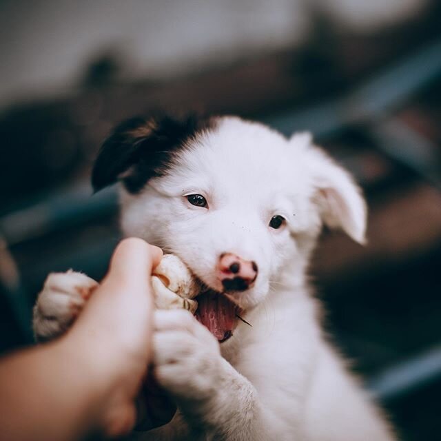 Difficult times can bring positive change. Many of you have decided to extend their family by getting a puppy or adopting. This usually comes with experiencing common puppy issues or other problems. DM us if you need help with this new responsibility