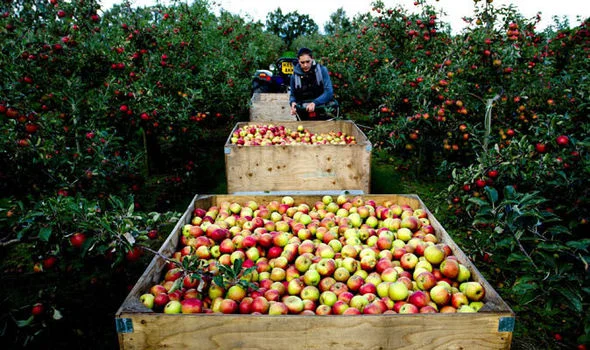 Apple-orchard-UK-608176.jpg