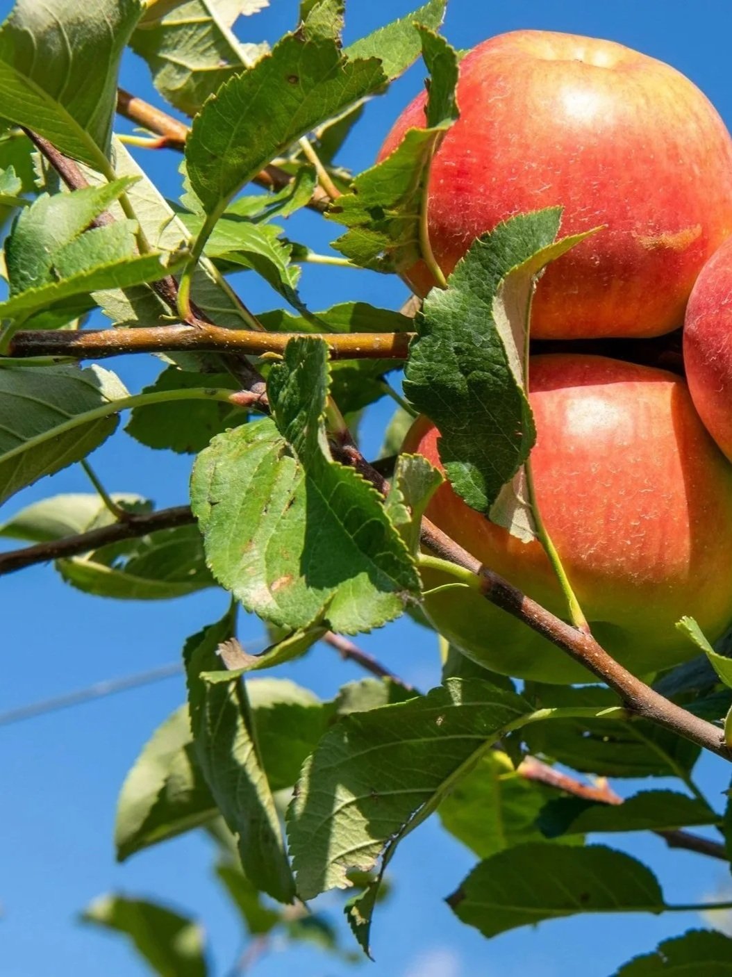 Apple Genetics, Grafting, and Fruit Production