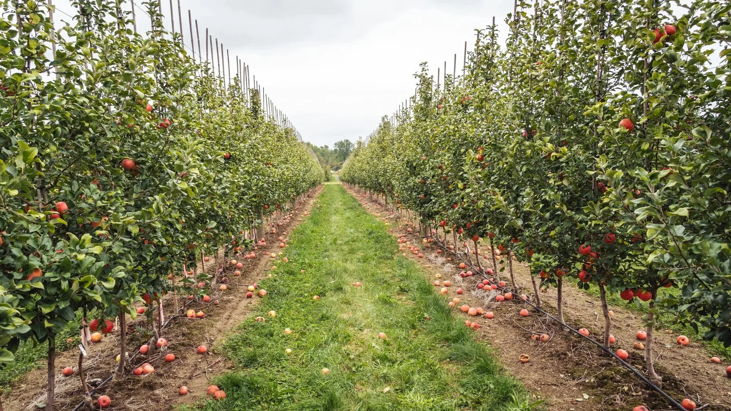Apple Tree Genetics Explained: Why Apple Seeds Don’t Grow True & How ...