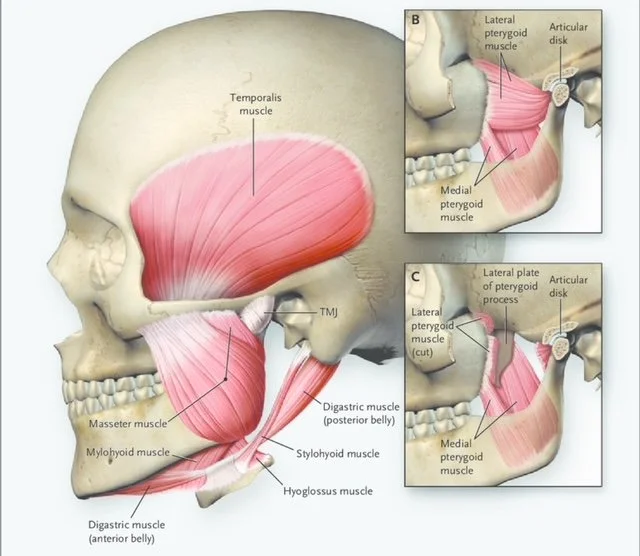 TMJ Massage: Relieving Jaw Pain and Restoring Balance