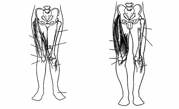 female male anatomy.jpg