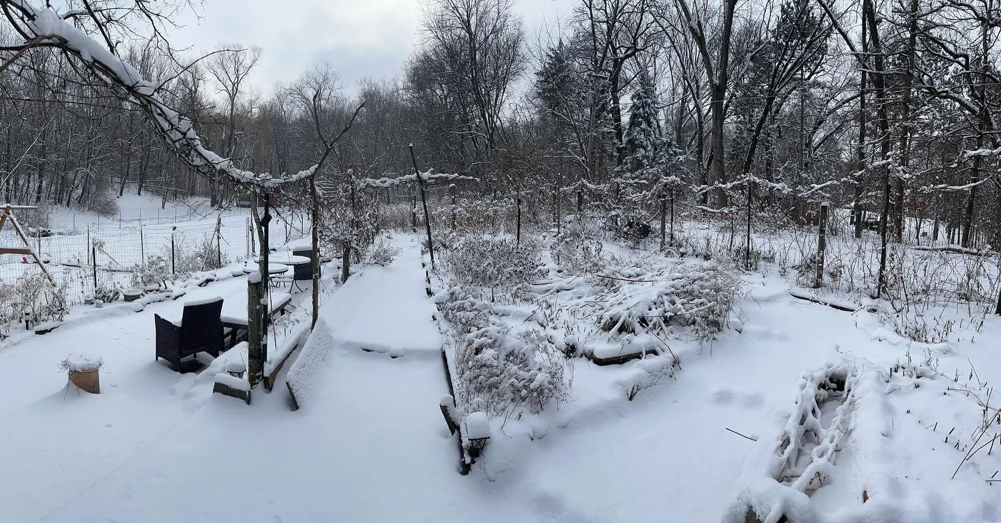 ❄️✨

#littlegreenturtleHERBS