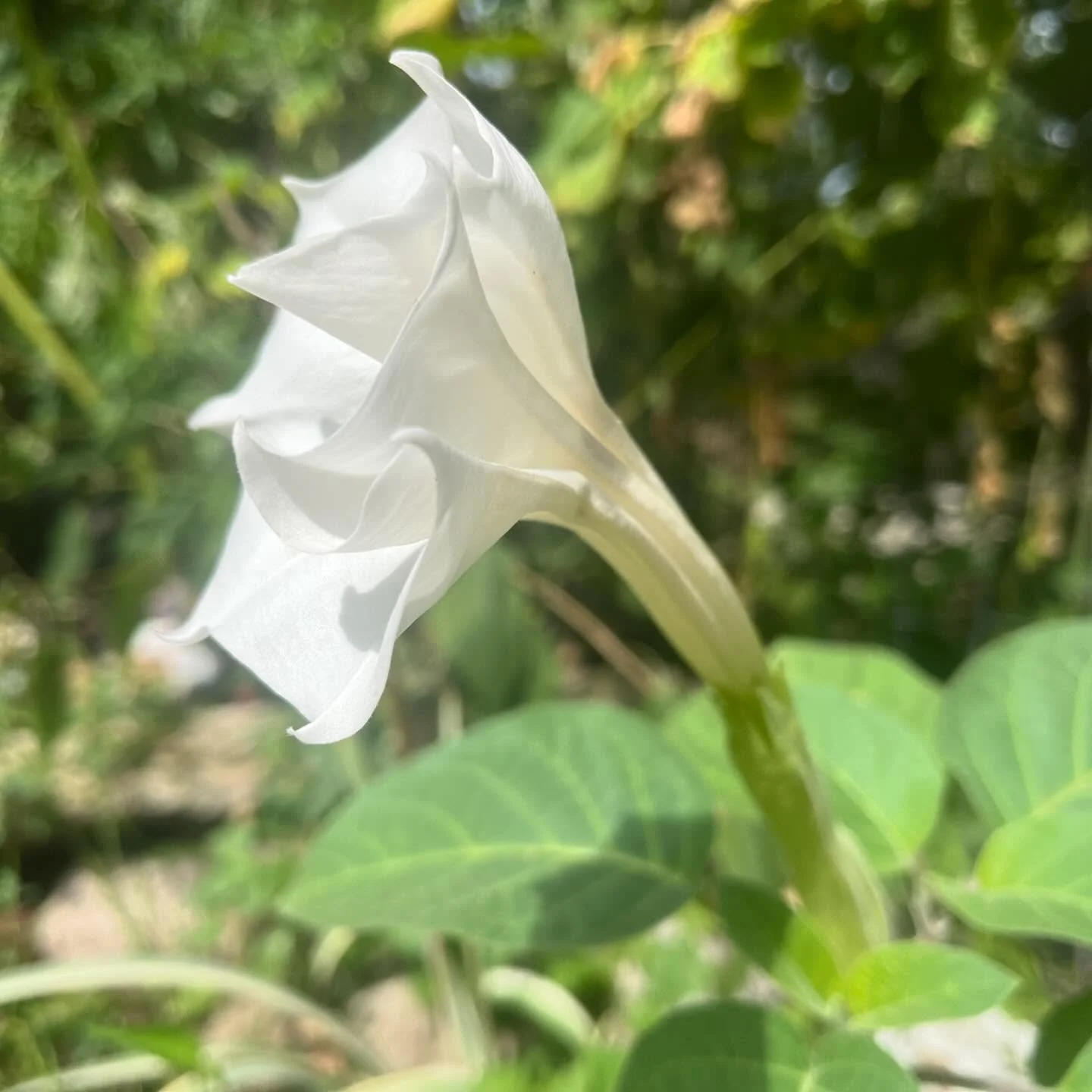 sacred Datura ✨☠️🤍 #daturainoxia #littlegreenturtleherbs