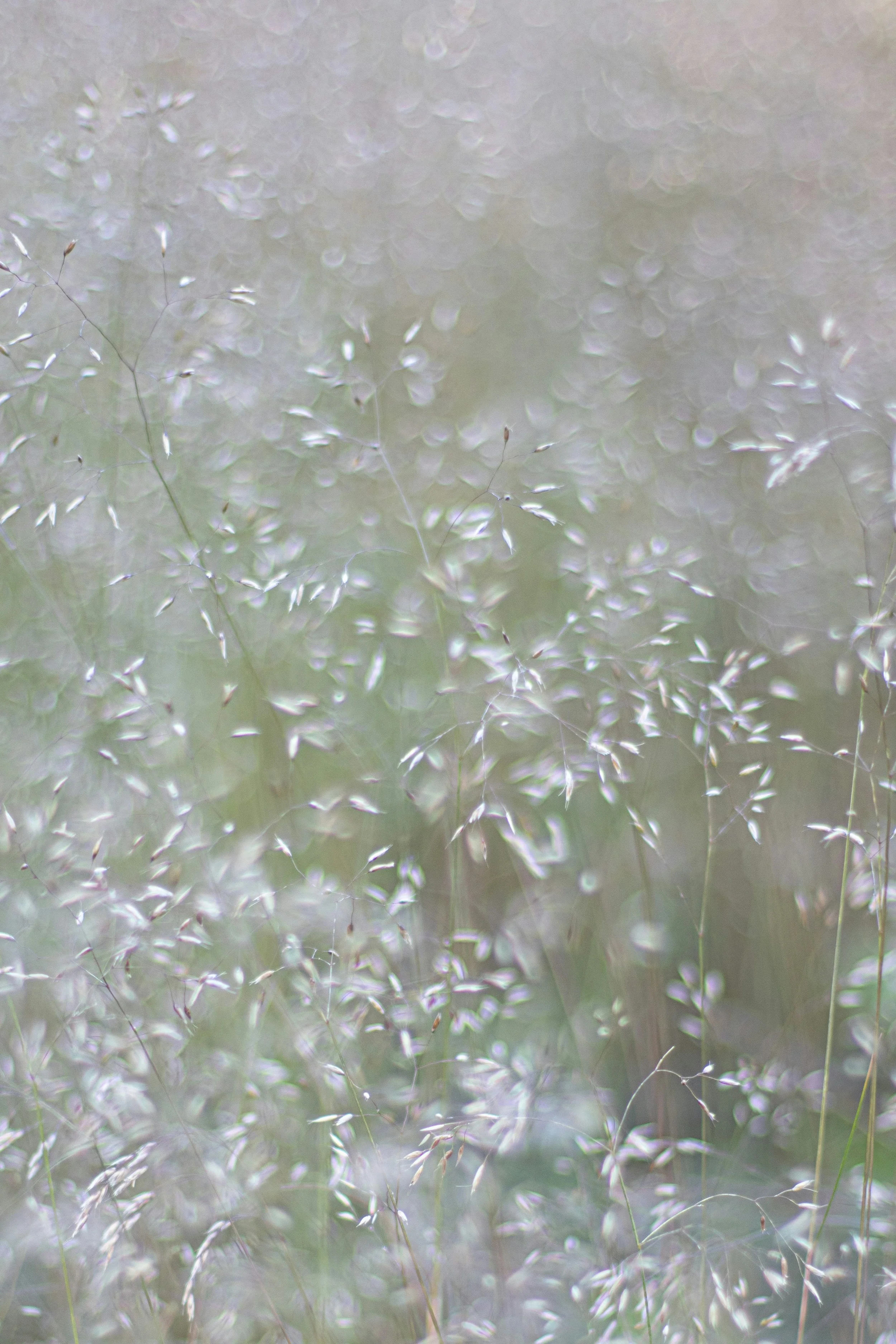 Hay Fever: Beyond the Antihistamine