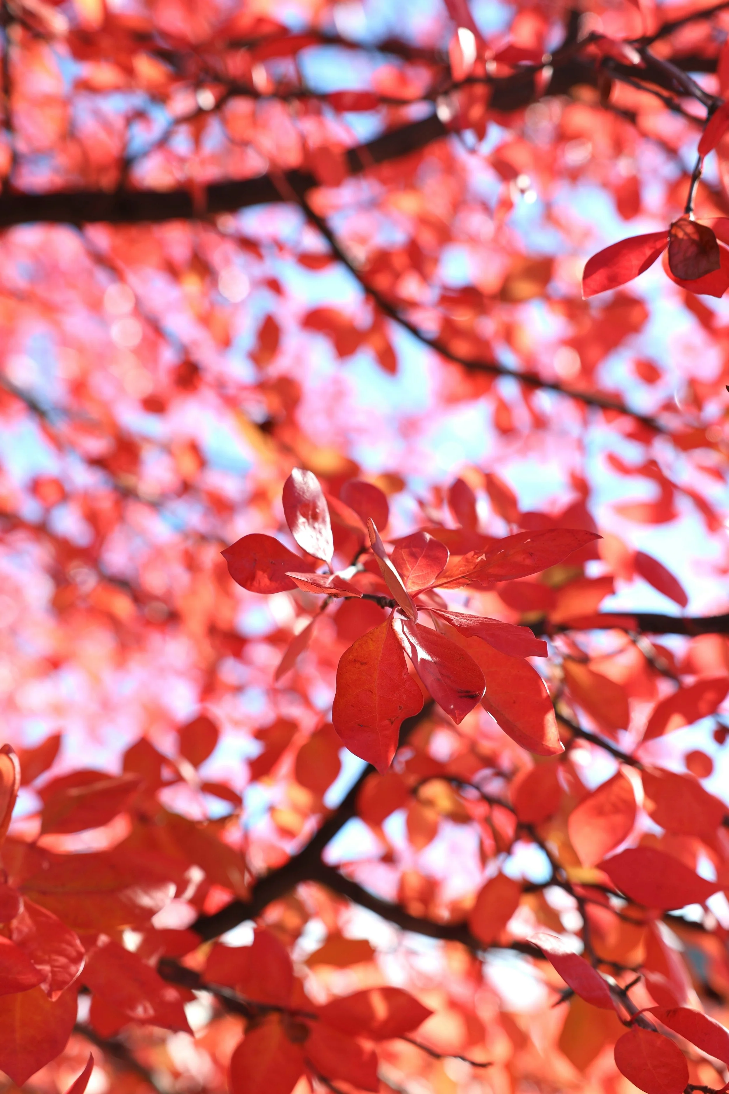 pink autumn leaf background