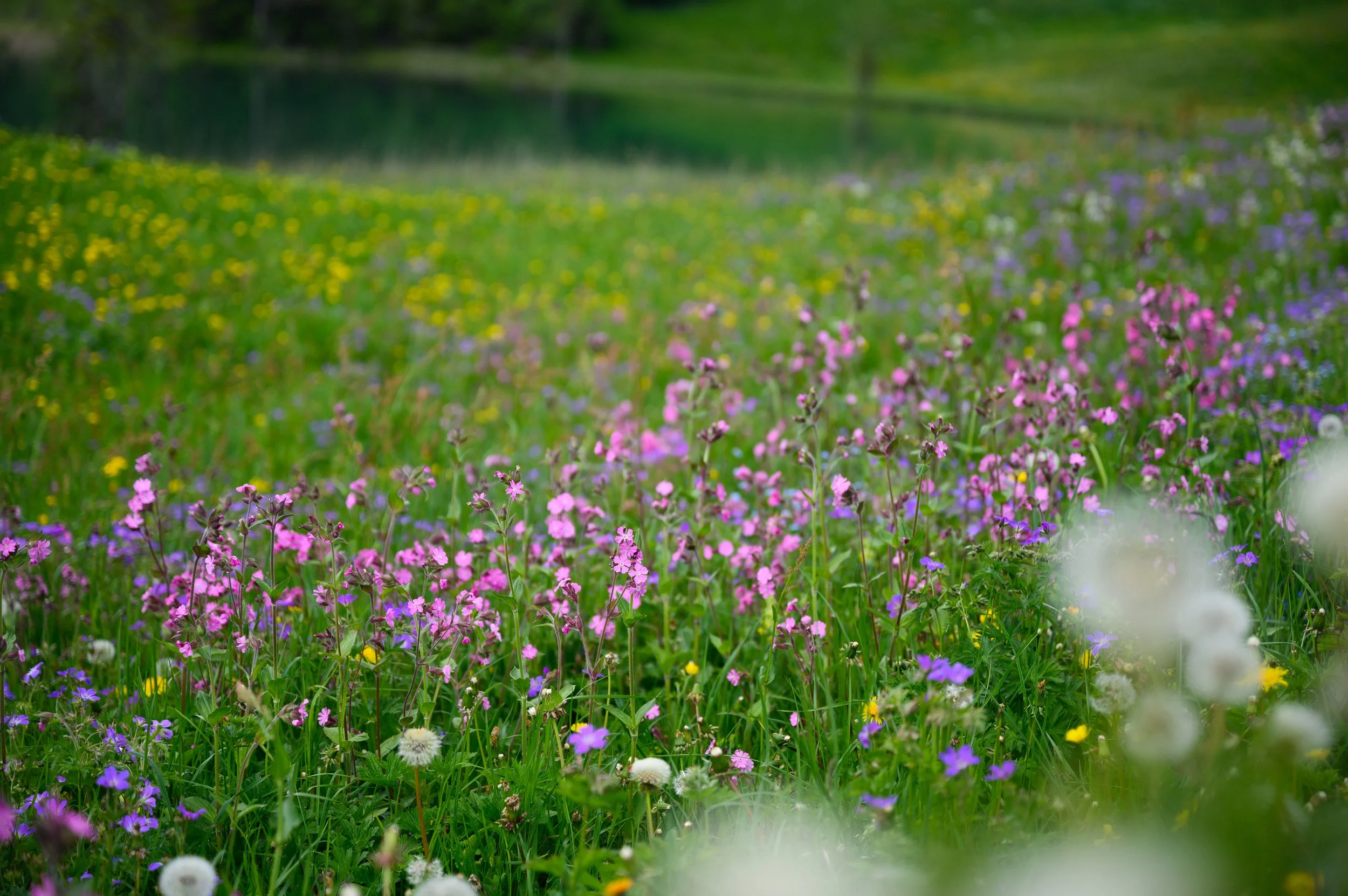 Wildblumenzeit in Lauenen b. Gstaad