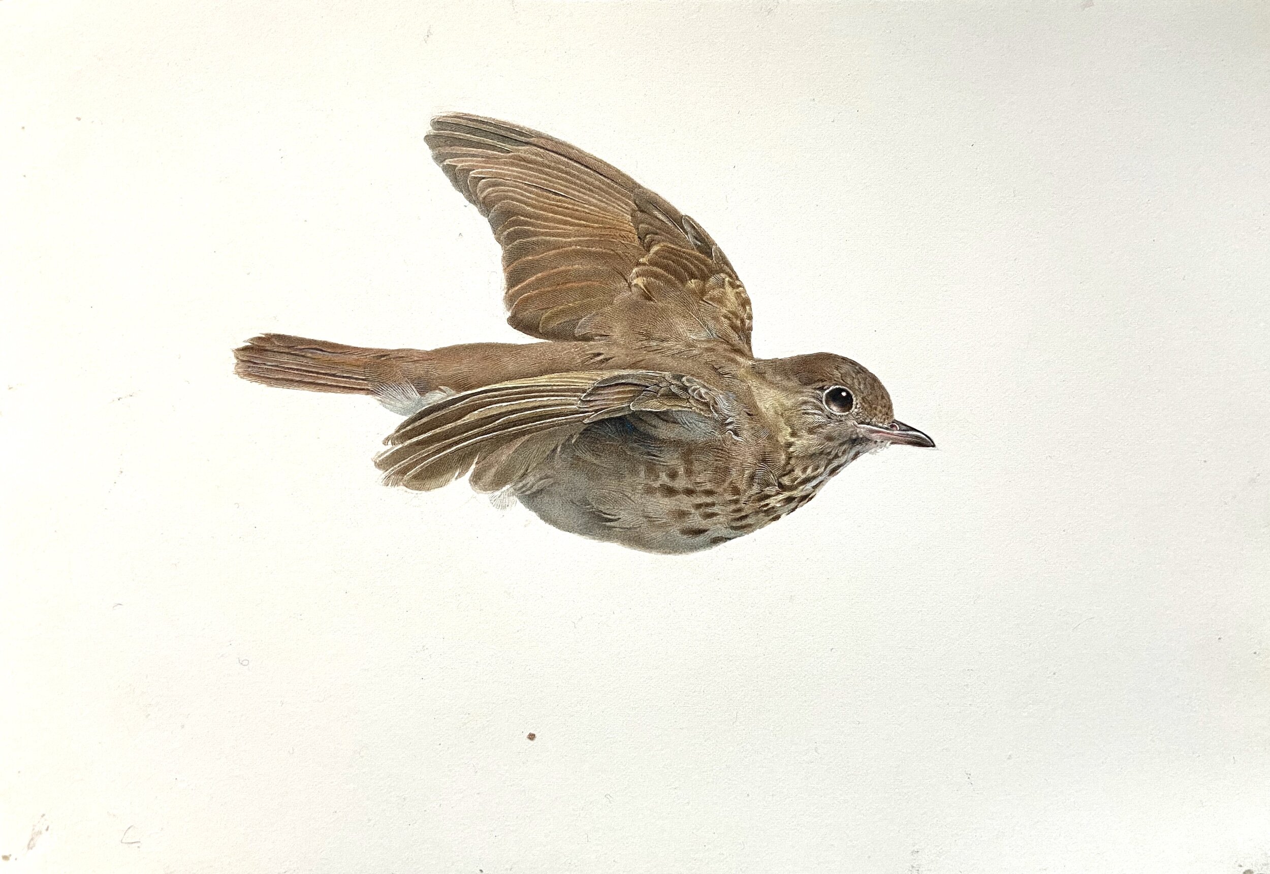  Kevin King  Study of a Thrush,  2020 Watercolor on paper 7 x 10 inches 