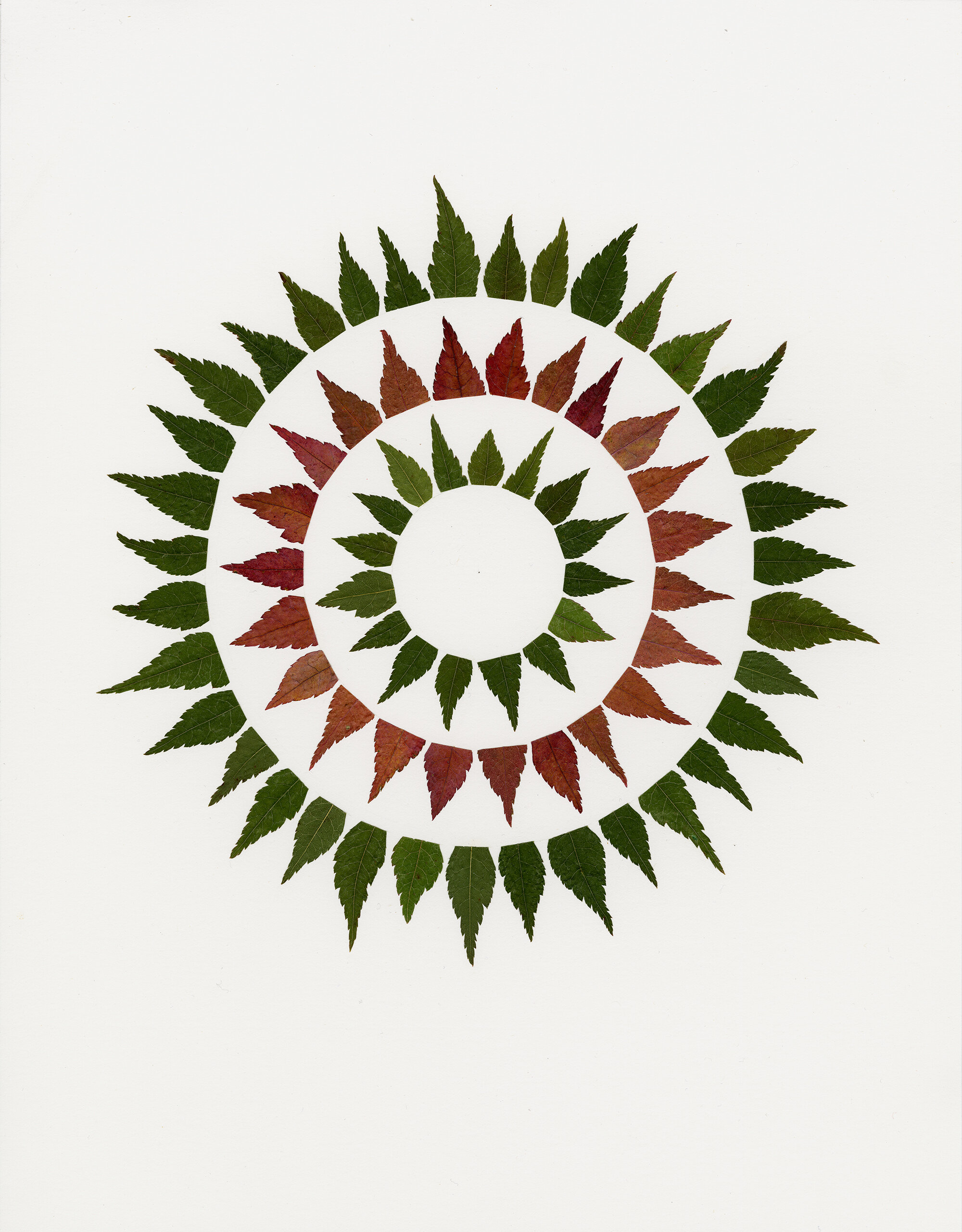  Linda Stillman  Circle Out,  2020  Leaves on paper  14 x 11 inches  Framed  
