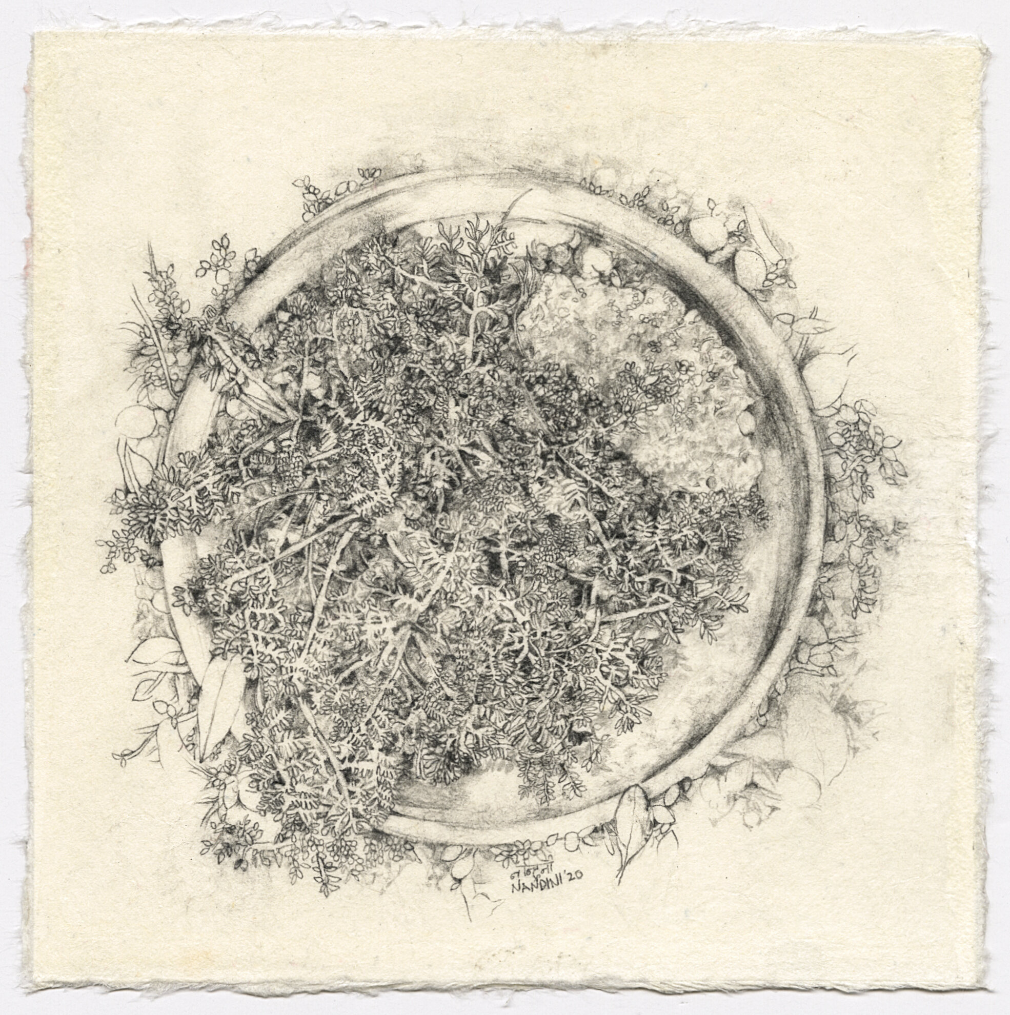  Nandini Chirimar  Greenhouse Diaries,  2020 Pencil on Kaji Natural paper, mounted on Rives  6 1/8 x 6 1/8 inches   