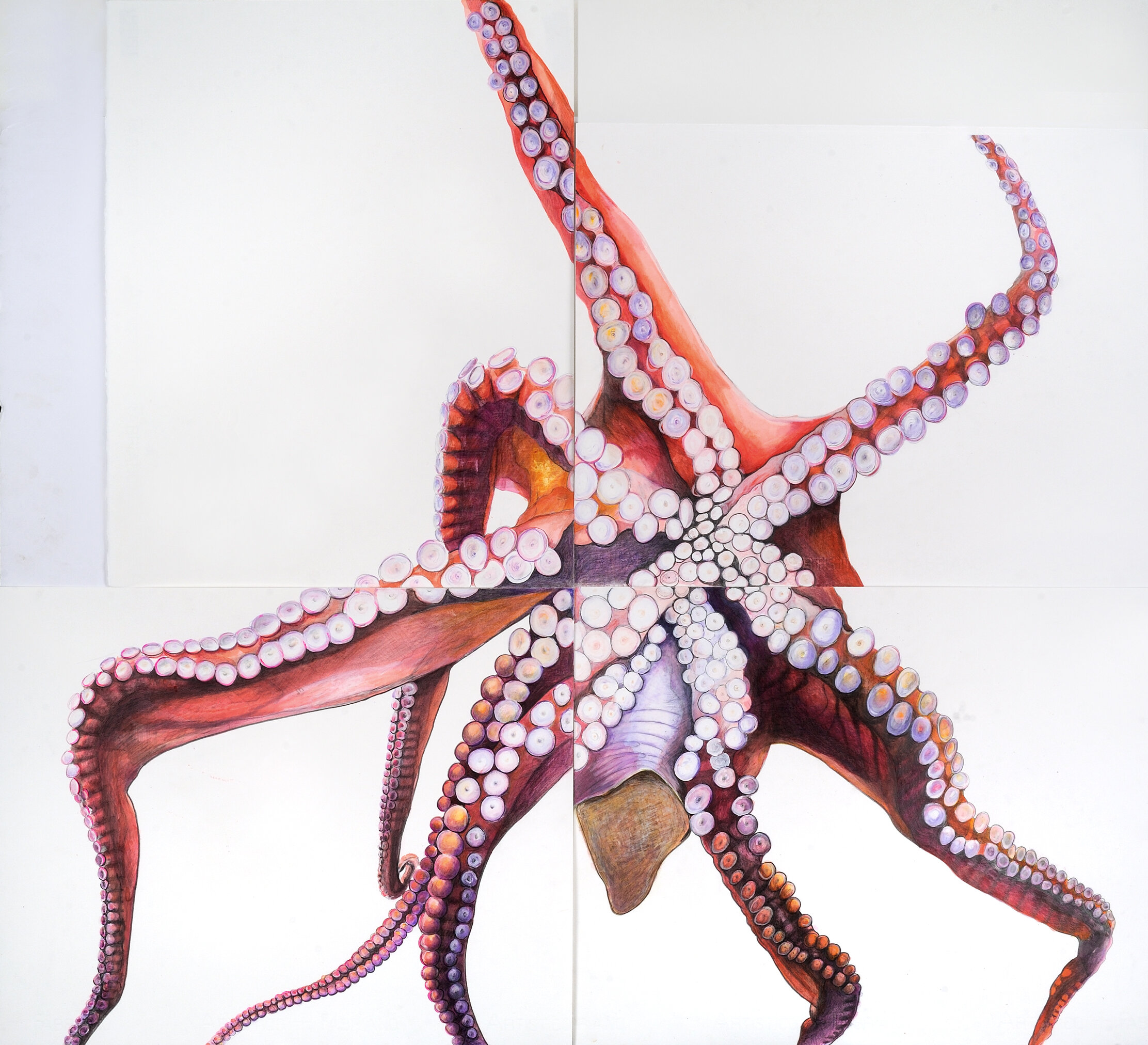  Rebecca Clark  Octopus,  2015-2016   Graphite, watercolor, ink, colored pencil, and oil pastel on paper   Four panels, each measuring: 16 x 20 inches.    Overall: 36 x 40 inches    (Installed in irregular configuration, preferably with slight gaps i
