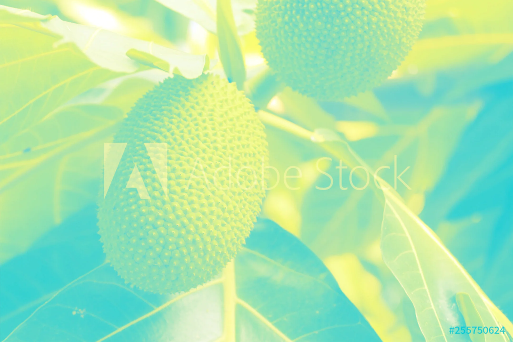 breadfruit.jpg