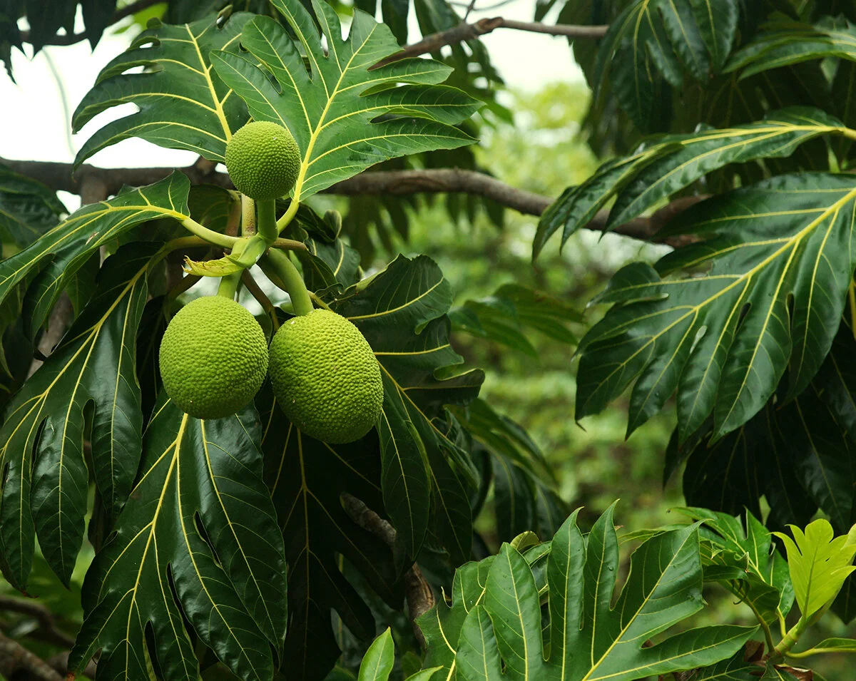 Jamaican breadfruit growing on a tropical tree as a sustainable food crop