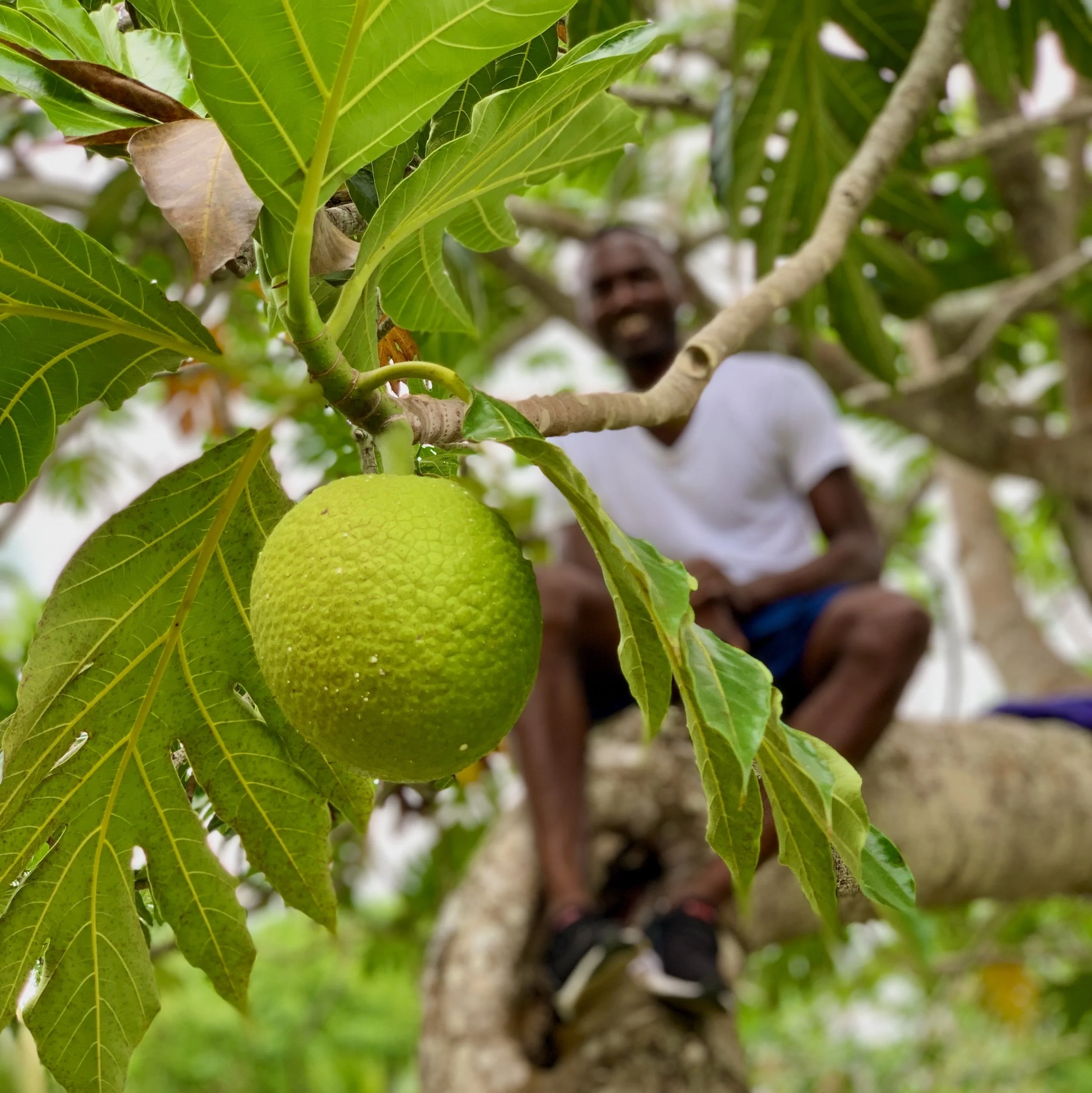 Fresh Jamaican breadfruit growing on a tree in Montego Bay, Jamaica