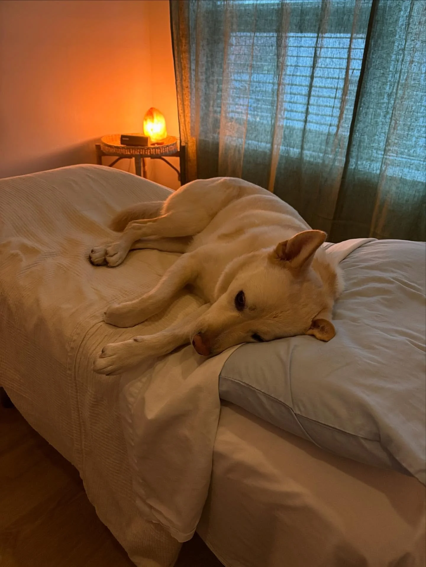 I don&rsquo;t want to pick favourites&hellip; but Snowy might be my favourite client 🤍🥰