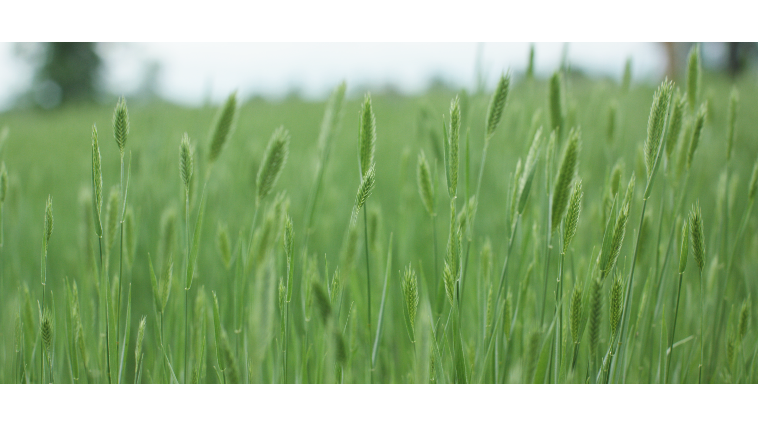 2019 REEL FRAME 4.png