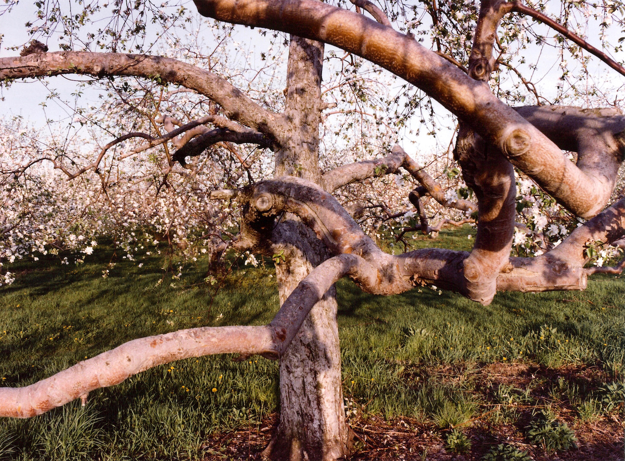 Jerome Liebling Gnarled Apple Tree with Blossoms.jpeg