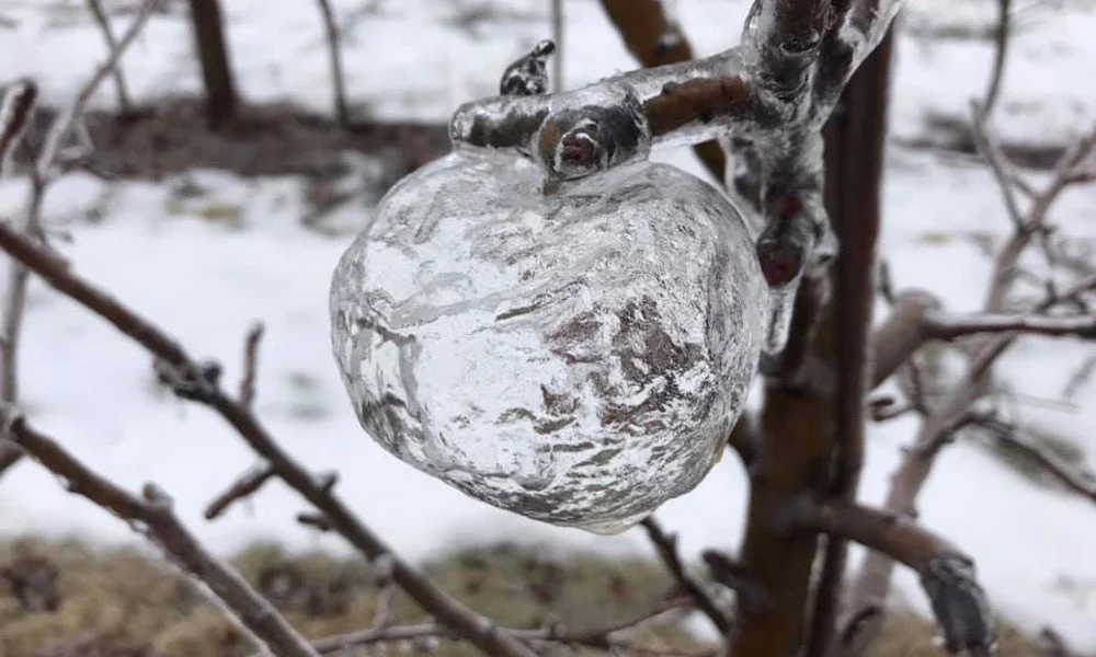 frozen apple.jpg
