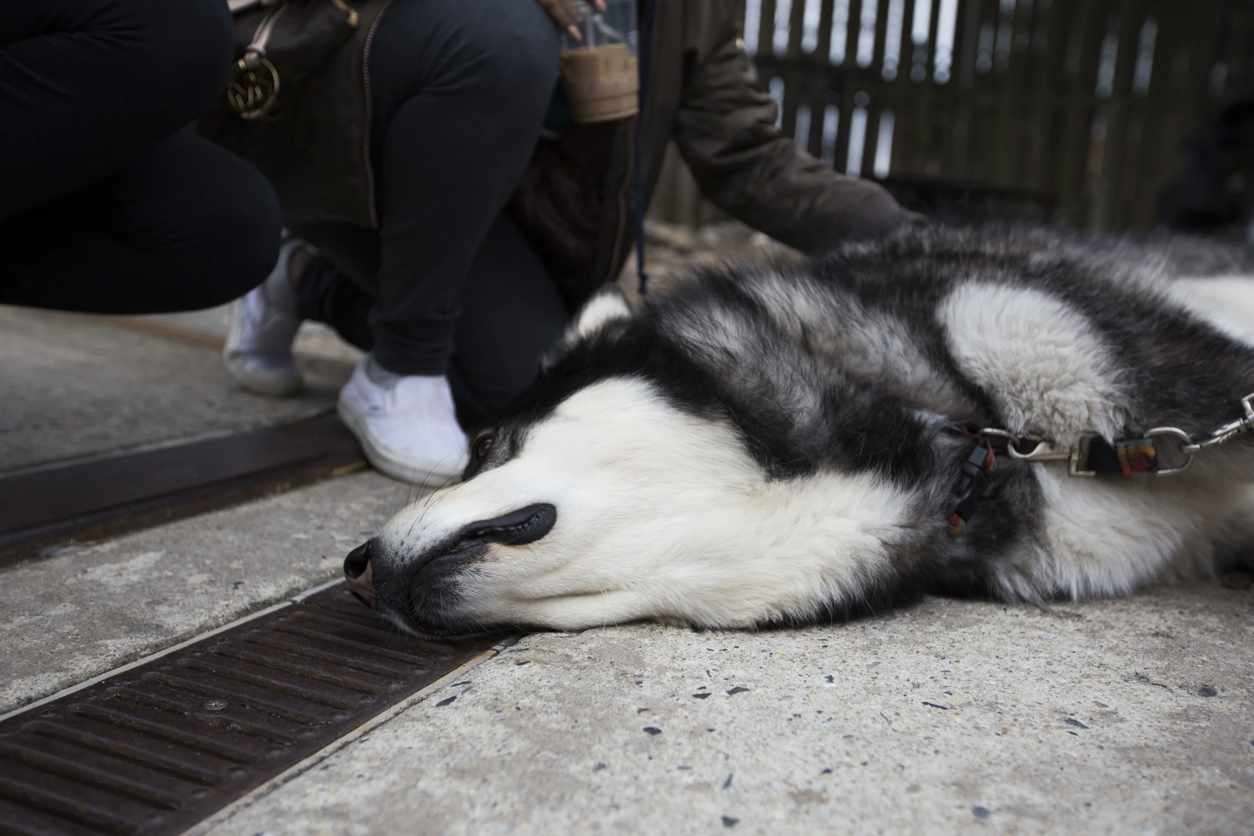 dog 6.jpg