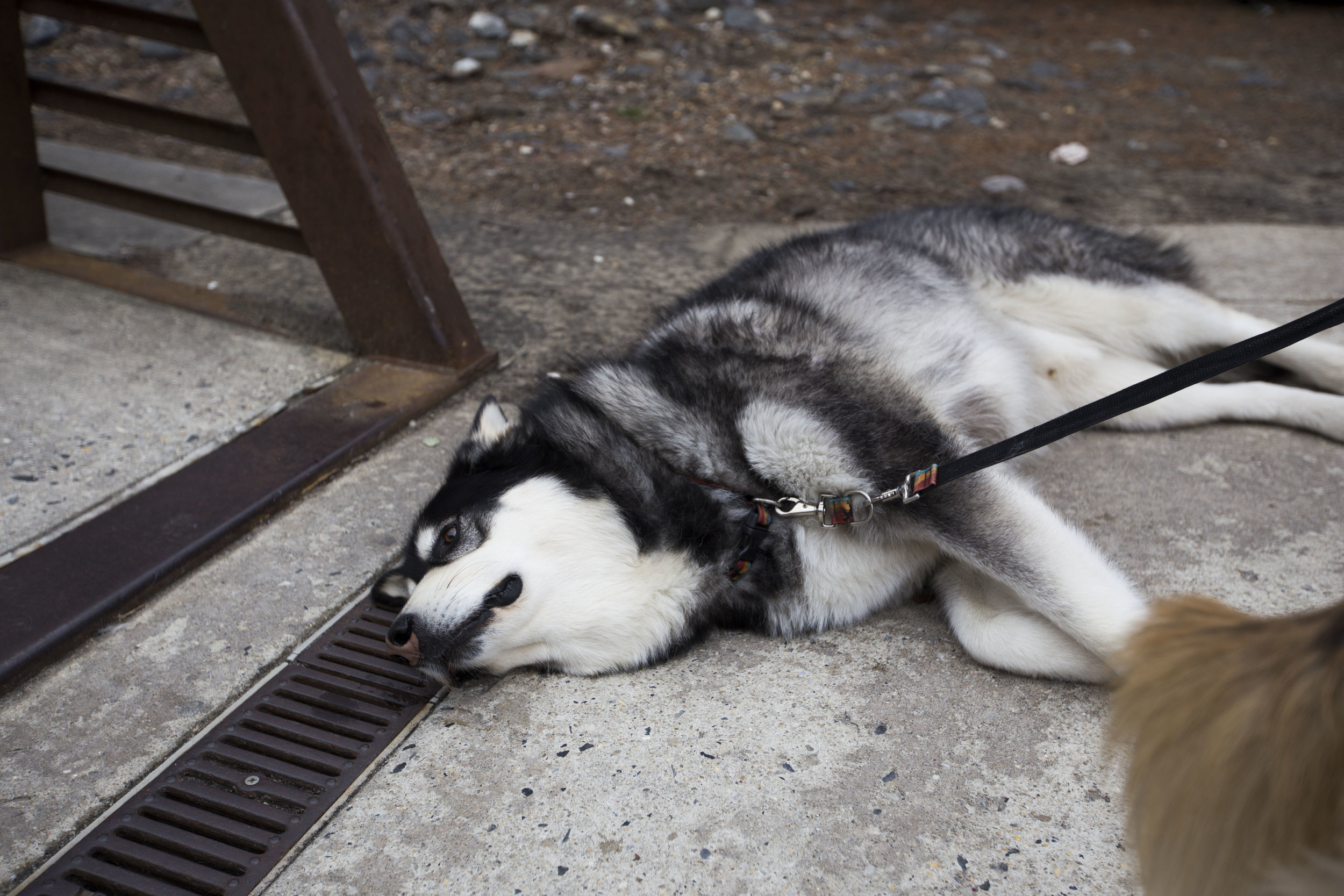 dog 7.jpg