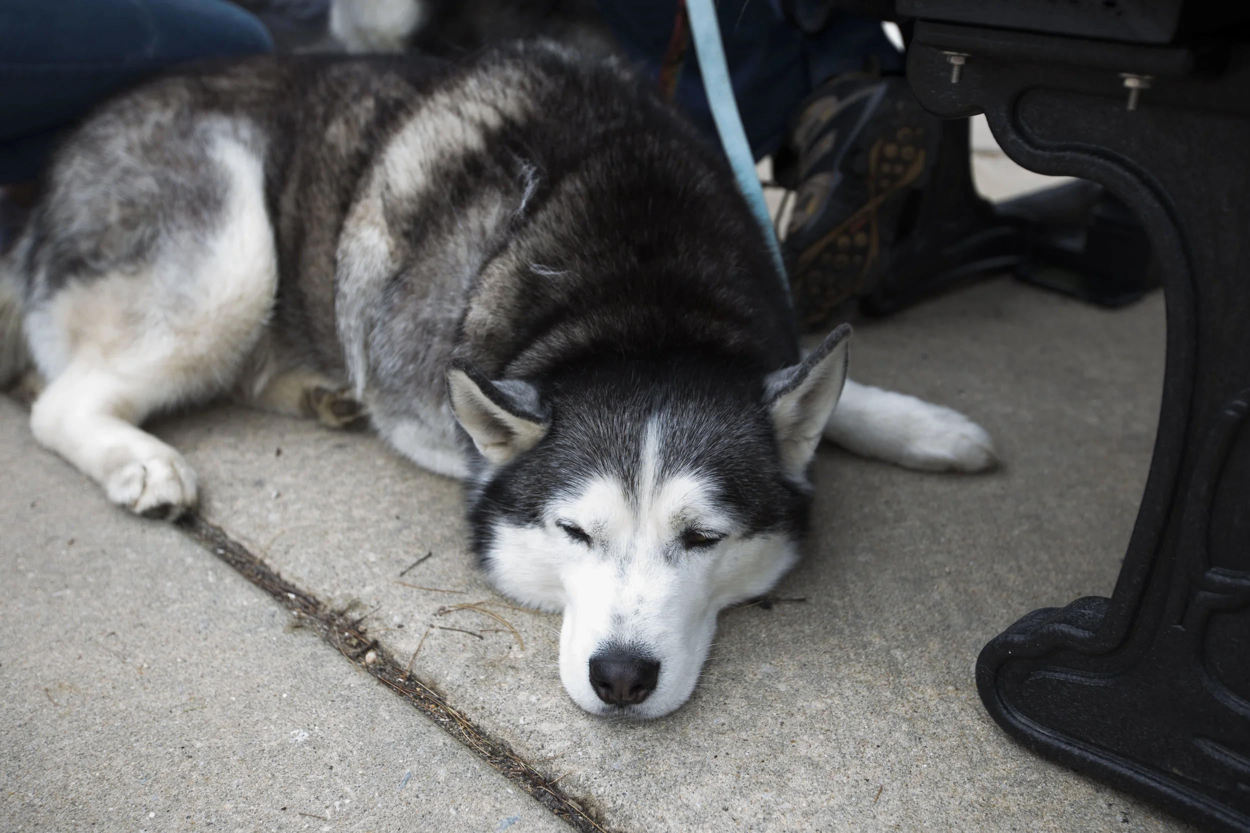 dog 8.jpg