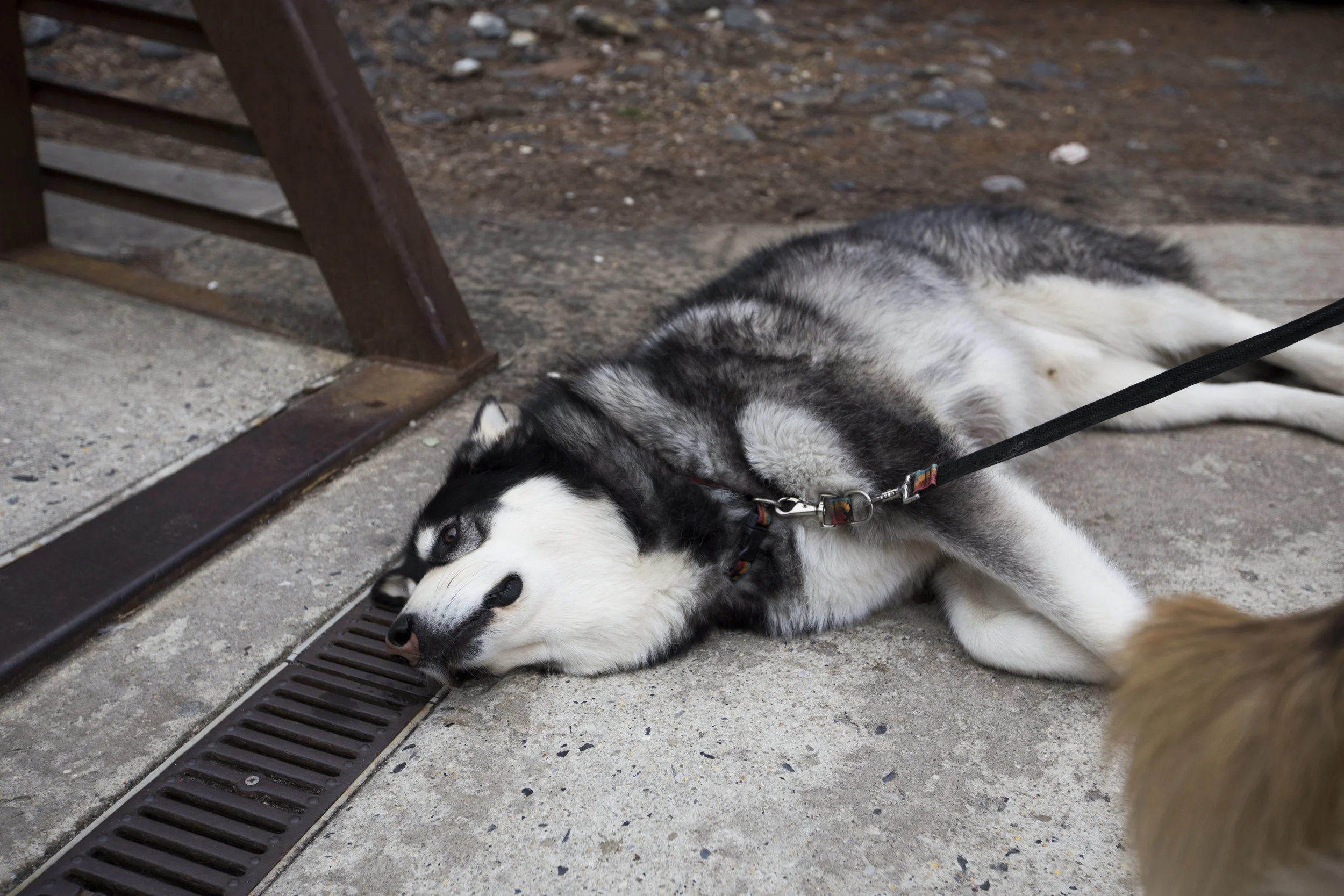 dog 7.jpg
